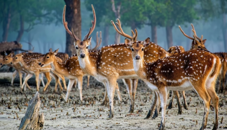 সুন্দরবন দিবস আজ: দেশের প্রাকৃতিক ঢাল ও জীববৈচিত্র্য রক্ষার অঙ্গীকার – DesheBideshe সুন্দরবন দিবস আজ: দেশের প্রাকৃতিক ঢাল ও জীববৈচিত্র্য রক্ষার অঙ্গীকার – DesheBideshe